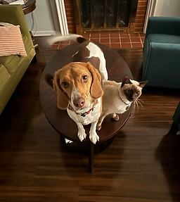 dog3.jpeg