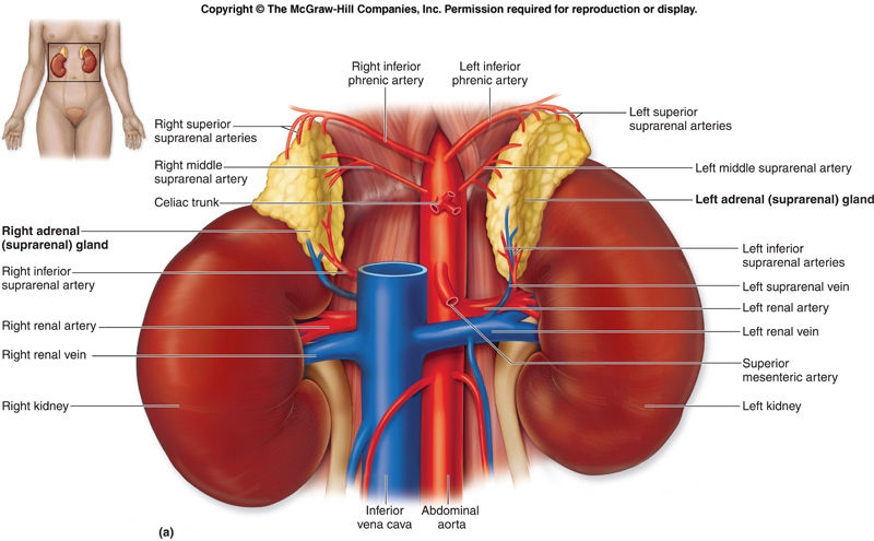 Adrenal Glands