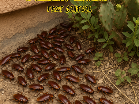 American Roaches in Tucson, AZ: What You Need to Know and How to Get Rid of Them
