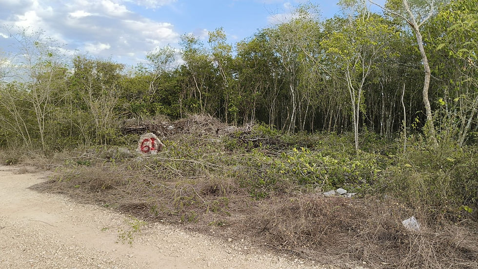 Miniatura: ¡Oportunidad única de inversión en San Ignacio, Progreso, Yucatán!