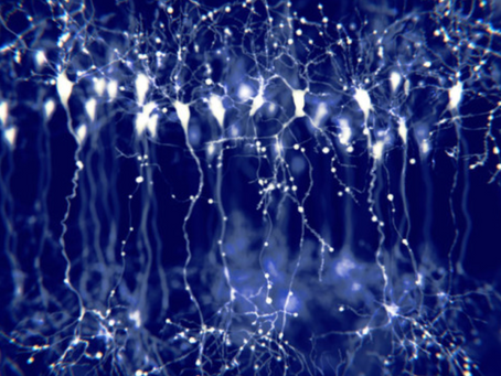 Brain and Fear: Explaining the Amygdala or Lizard Brain