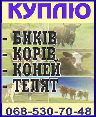 куплю коней биков.jpg