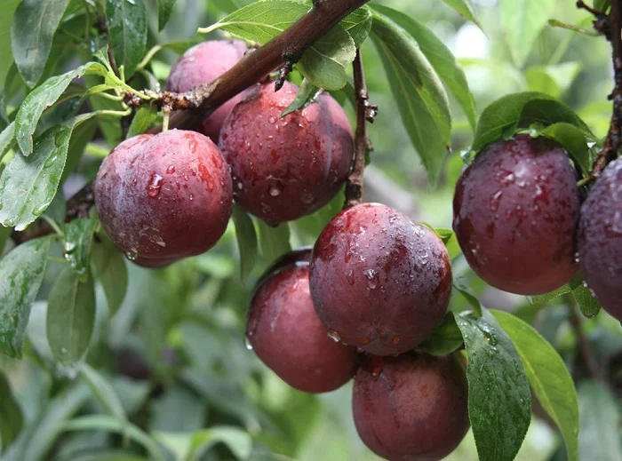 Chiêm bao Thấy Hái Quả Mận, Ẳn Mận đánh con gì? Giải mã giấc mơ thấy hái mận trong lô đề content media