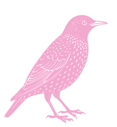 Starling logo true pink.png