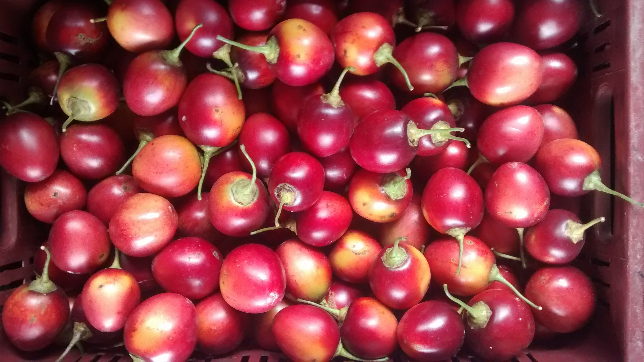 Tomate de árbol