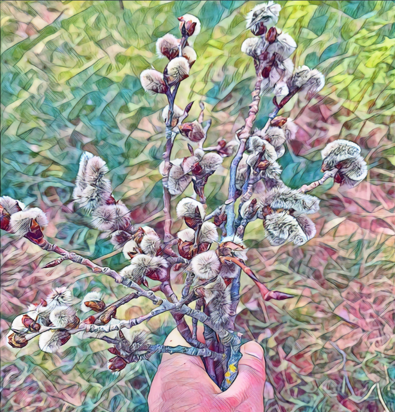 A bouquet of soft white fuzzy pussy willows that resemble bunny tails held in hand. A watercolour filter has been added to add a rainbow of colours to the photo.
