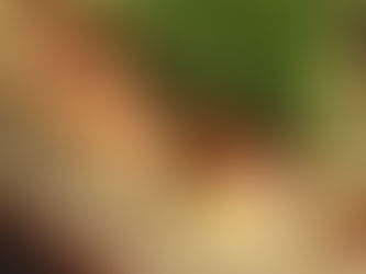 Cheese cake au pistou de roquette