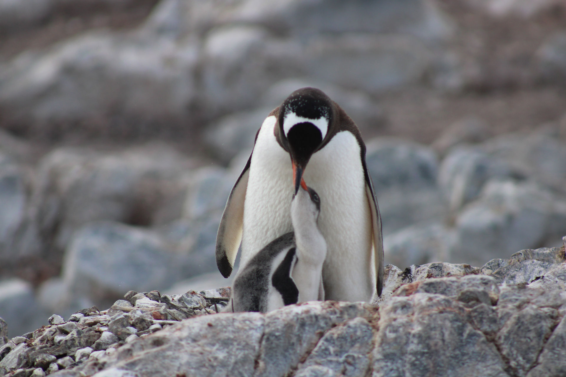 Penguin parent and chick 