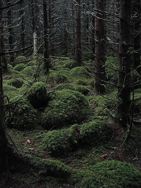 A_dark_forest_-_geograph.org.uk_-_901640.jpg