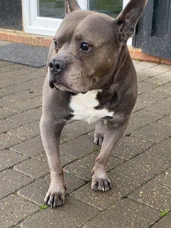 Doggy Dorchester – Doggy Day Care London