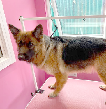 The Importance of Regular Dog Grooming for Health and Happiness