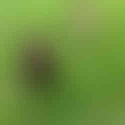 Dog Boarding Kennels, London