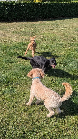 Doggy Daycare Waltham Forest