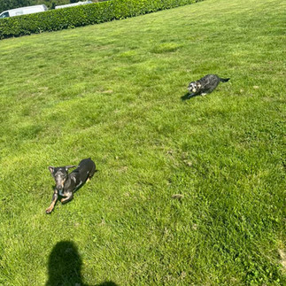 Dog Boarding Kennels, London