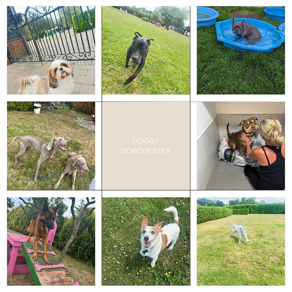 "Choosing the right kennel: What sets DoggyDorchester apart"