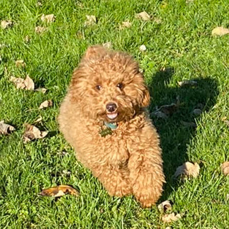 Best dog boarding facilities near me