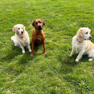 Dog Boarding Kennels, London