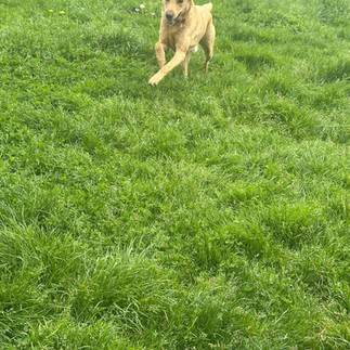 Dog Boarding Kennels, London