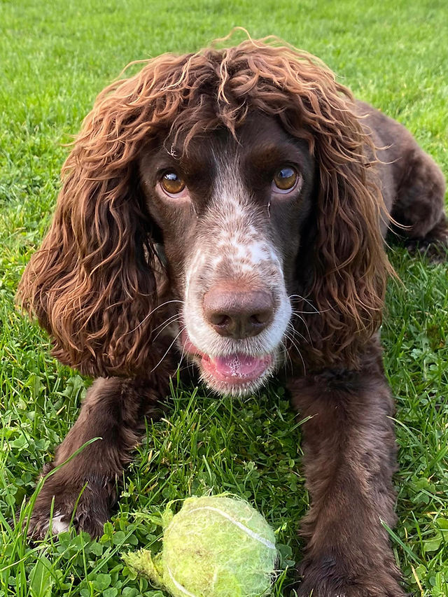 Dog boarding kennels in London