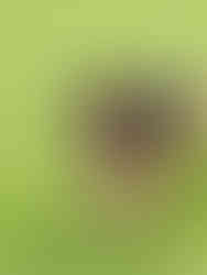 Doggy Dorchester – Doggy Day Care London