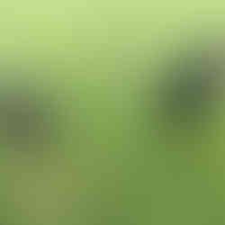 Best dog boarding facilities near me