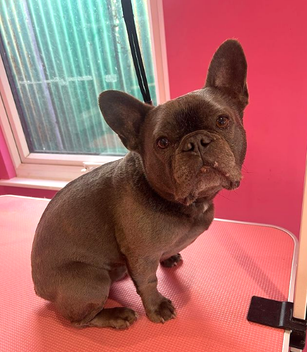 French Bulldog Grooming In Cheshunt Hertfordshire