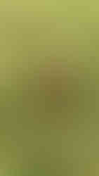 Doggy Daycare Waltham Forest