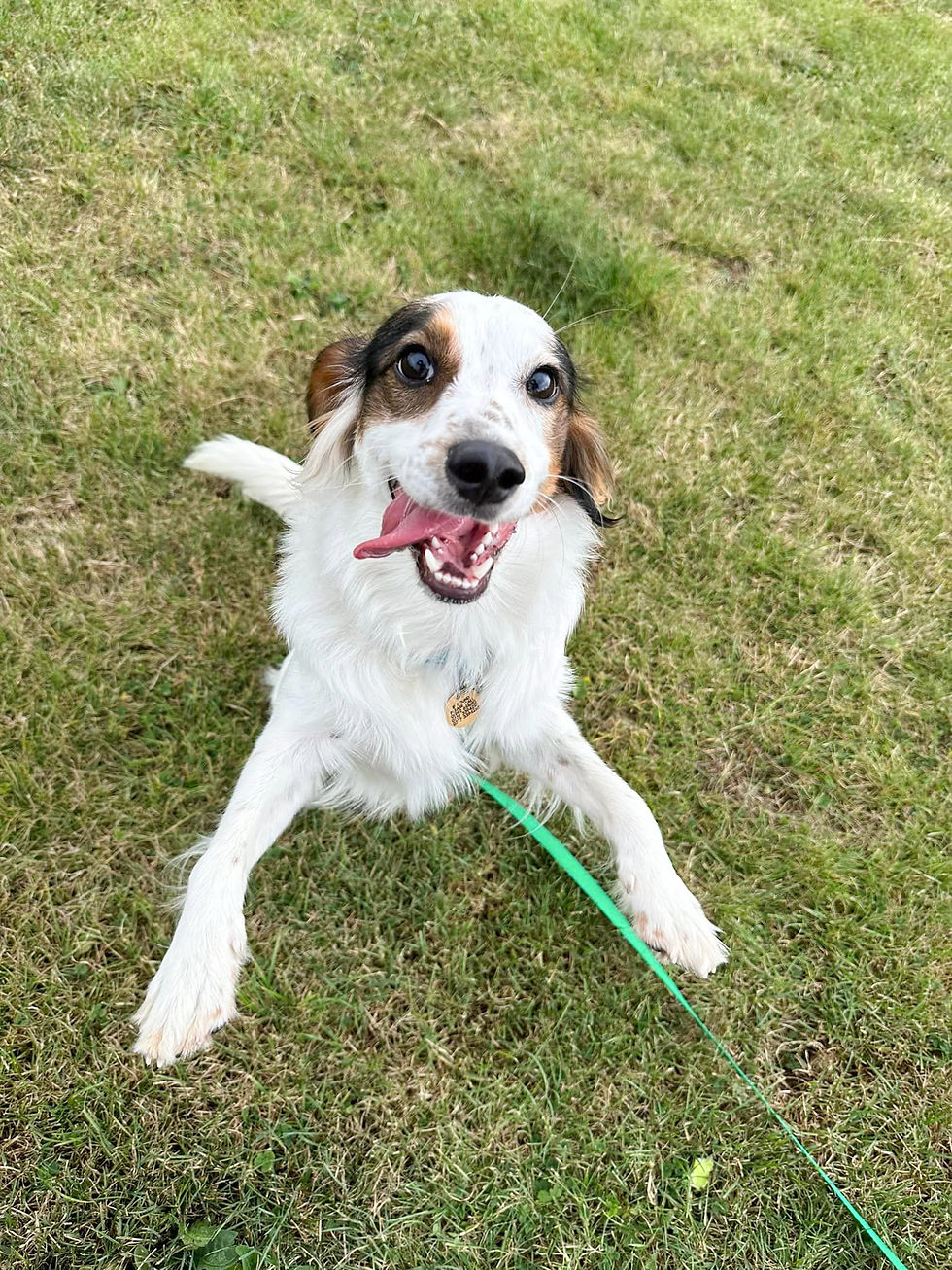 Boarding and Daycare at Doggy Dorchester London-25