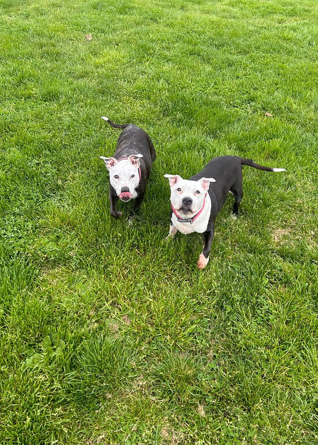Dog Boarding Kennels, London