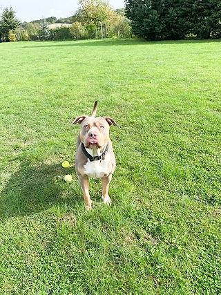 Boarding and Daycare at Doggy Dorchester London