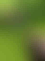 Doggy Dorchester – Doggy Day Care London