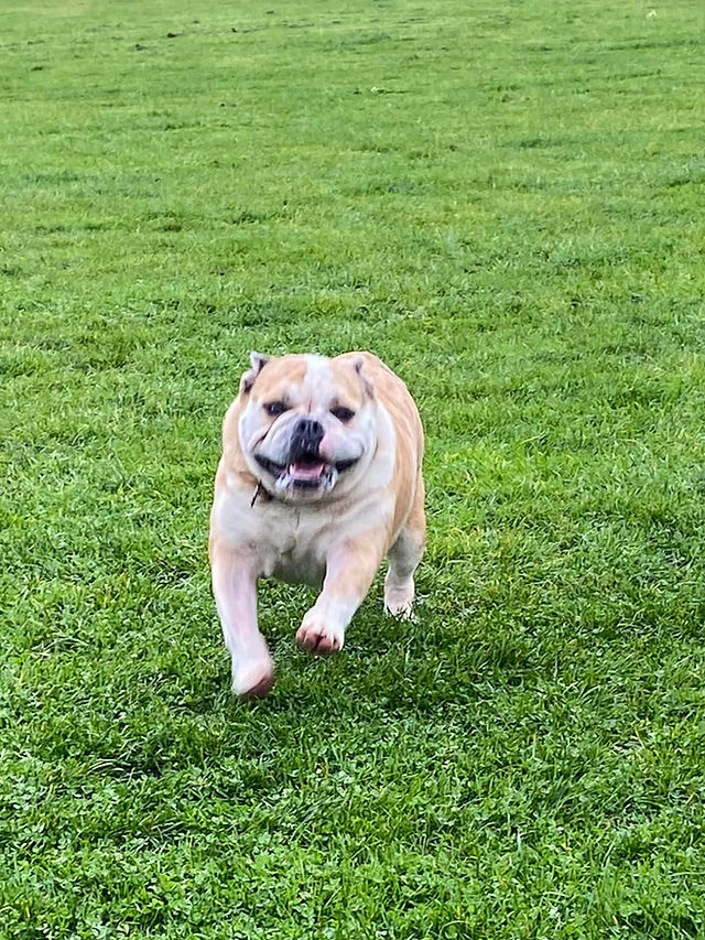 Best dog boarding facilities near me
