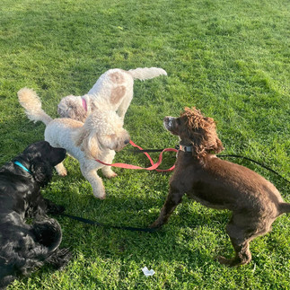 A Day In The Life Of A Dog Here At Doggy Dorchester