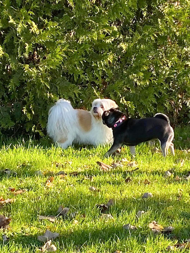 Best dog boarding facilities near me