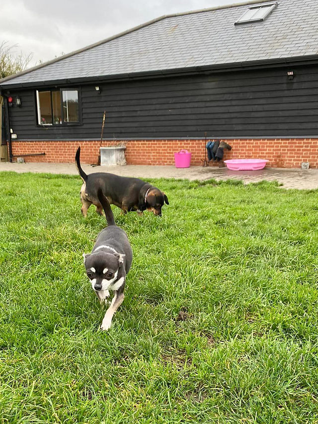 A Day In The Life Of A Dog Here At Doggy Dorchester