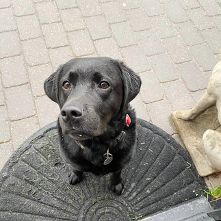 Best dog boarding facilities near me