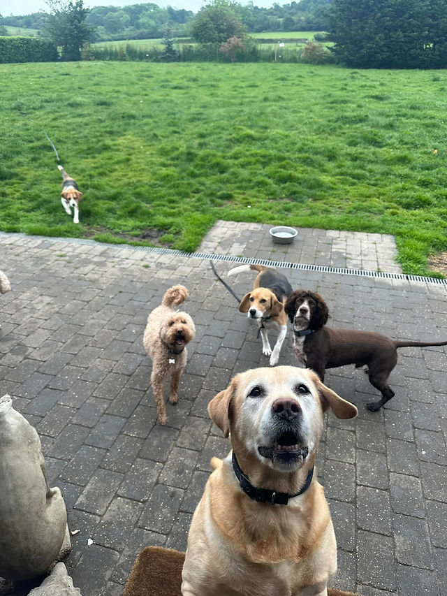 Dog Boarding Kennels, London