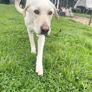 Boarding and Daycare at Doggy Dorchester London