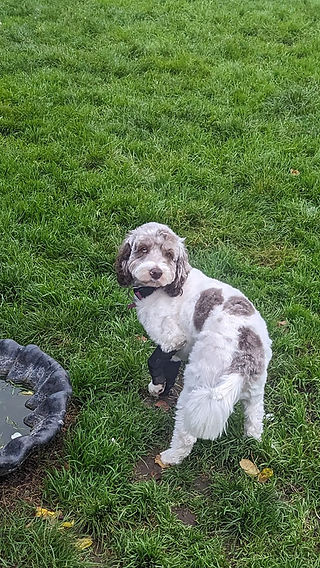Dog Boarding Kennels in London