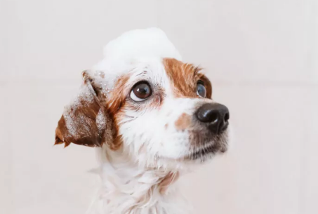 Hertfordshire Hounds - Dog Grooming, Cheshunt