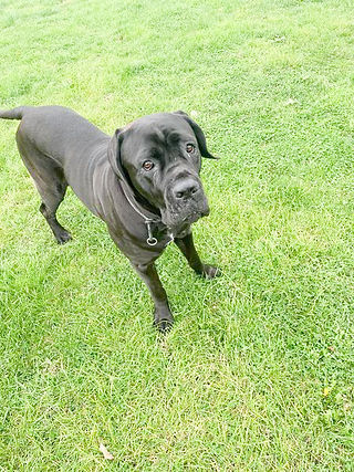Boarding and Daycare at Doggy Dorchester London