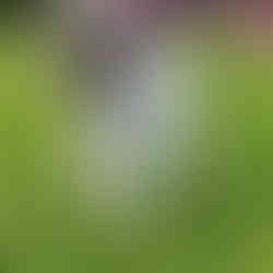 Best dog boarding facilities near me