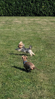 Doggy Daycare Waltham Forest