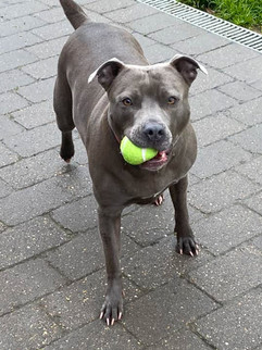 Doggy Dorchester – Doggy Day Care London