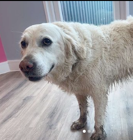 Golden Retriever dog Grooming In Cheshunt Hertfordshire