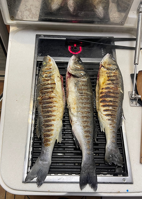 fresh grilled fish, caught and cooked