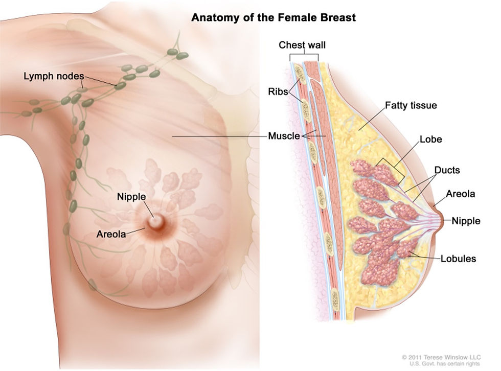 Female breast anatomy. Breastfeeding anatomy. Milk supply. How is milk produced.