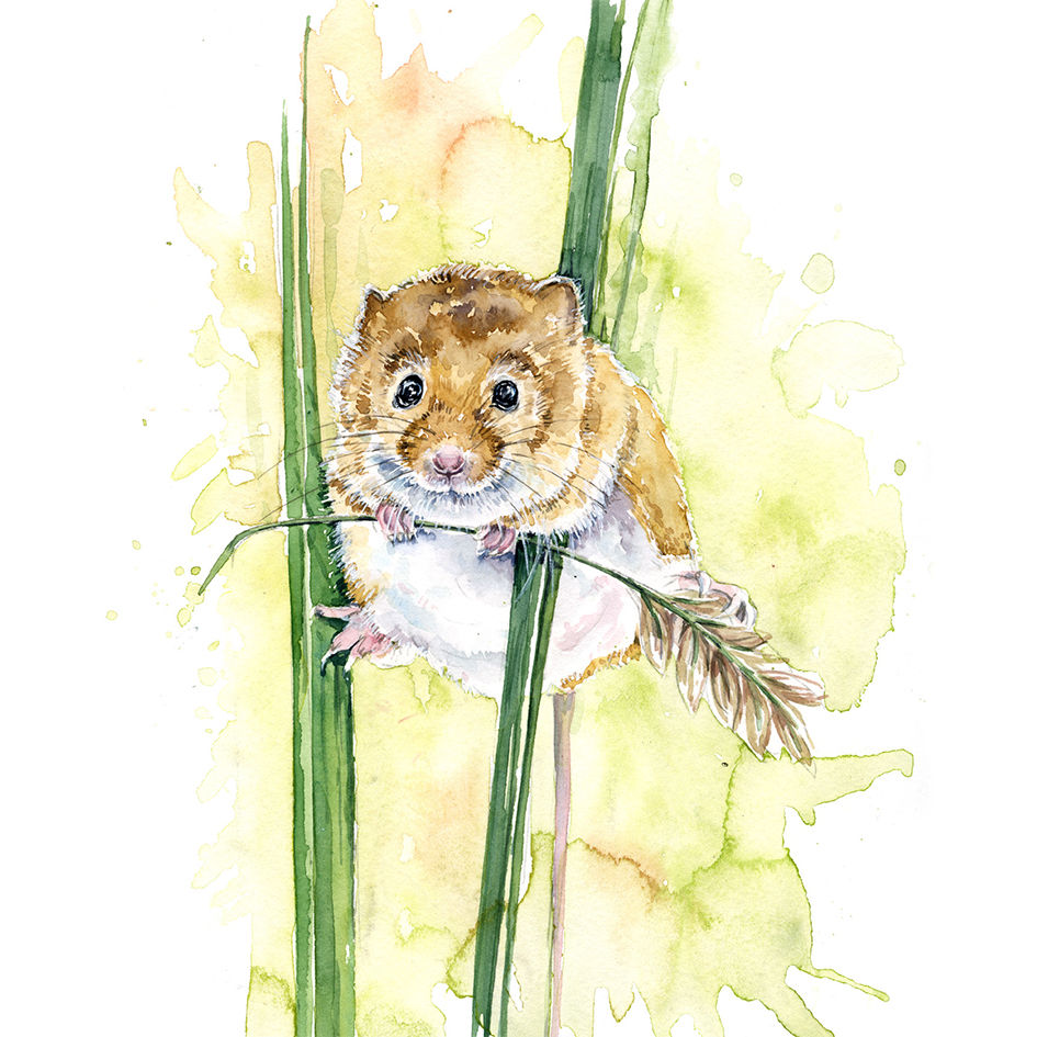 Harvest Mouse Watercolour Card