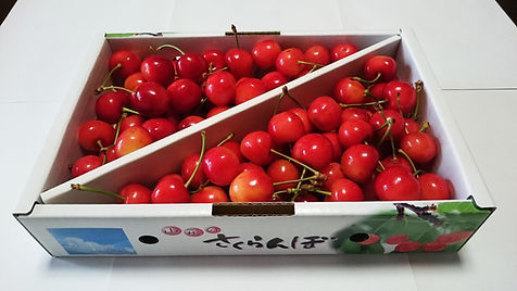 佐藤錦 1kg バラ詰め（ Lサイズ以上）税・送料込 | 神尾果樹園