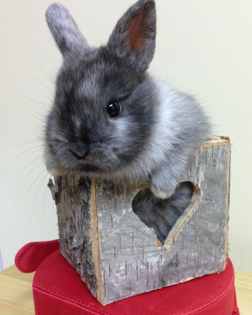 netherland dwarf